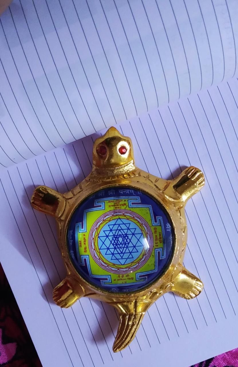 Dhan Laxmi Tortoise (Only Kachua) for Good Luck